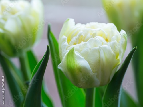 Slika na platnu Wrinkled yellow tulip close up