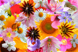 bright color flowers background