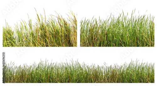 Wild grasses