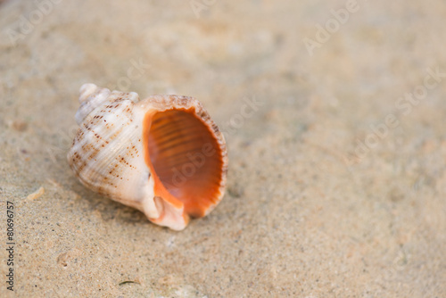Shell on the beach - copy space