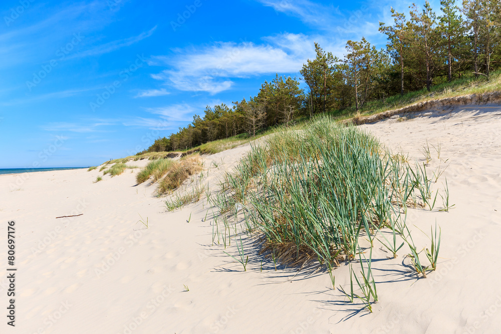 Grass on dunes on beautiful Baltic Sea beach near Leba, Poland