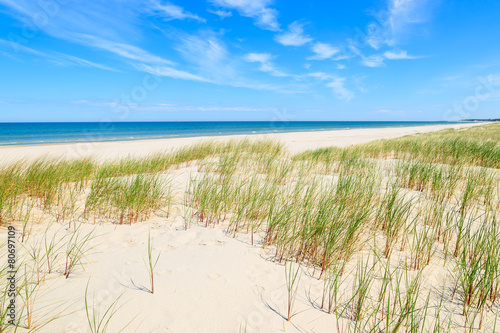 Grass on dunes on beautiful Baltic Sea beach near Leba  Poland