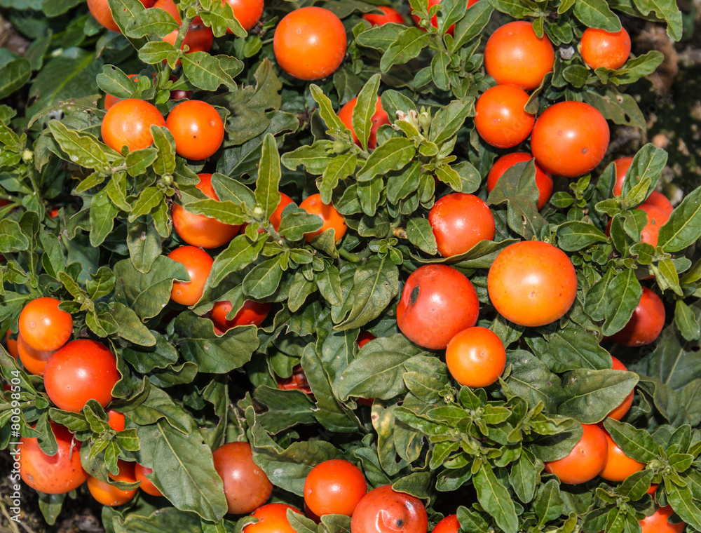 Solanum pseudocapsicum berries Solanum pseudocapsicum berries