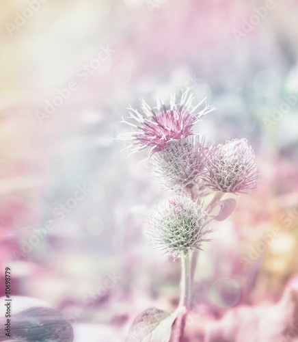 Mary thistle flowers on pastel toned background