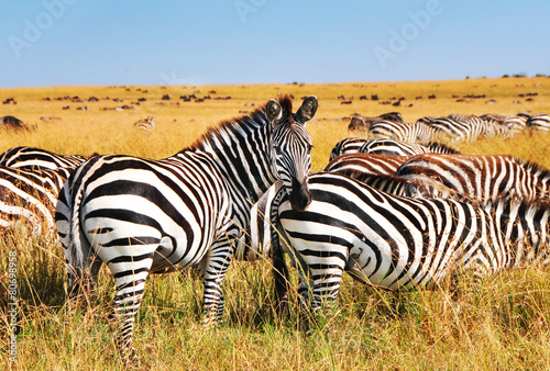 Zebras