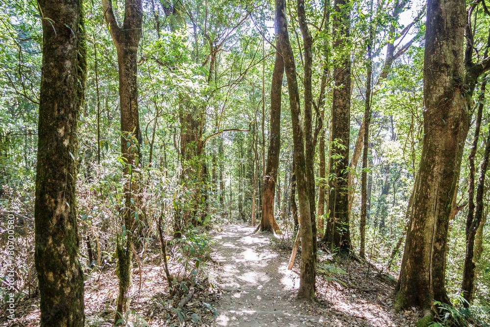 Fototapeta premium Forest footpath in Kew Mae Pan Nature Trail Chiang mai, Thailand