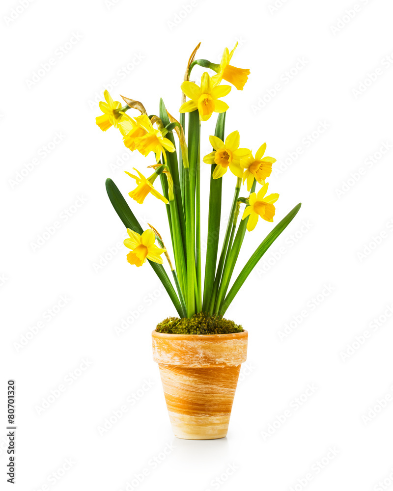 Daffodil spring flowers