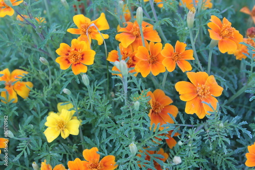 Tagetes