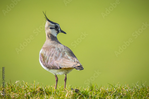 Foto Northern lapwing in grass