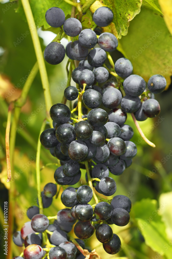 Cluster of dark grapes Cluster of dark grapes
