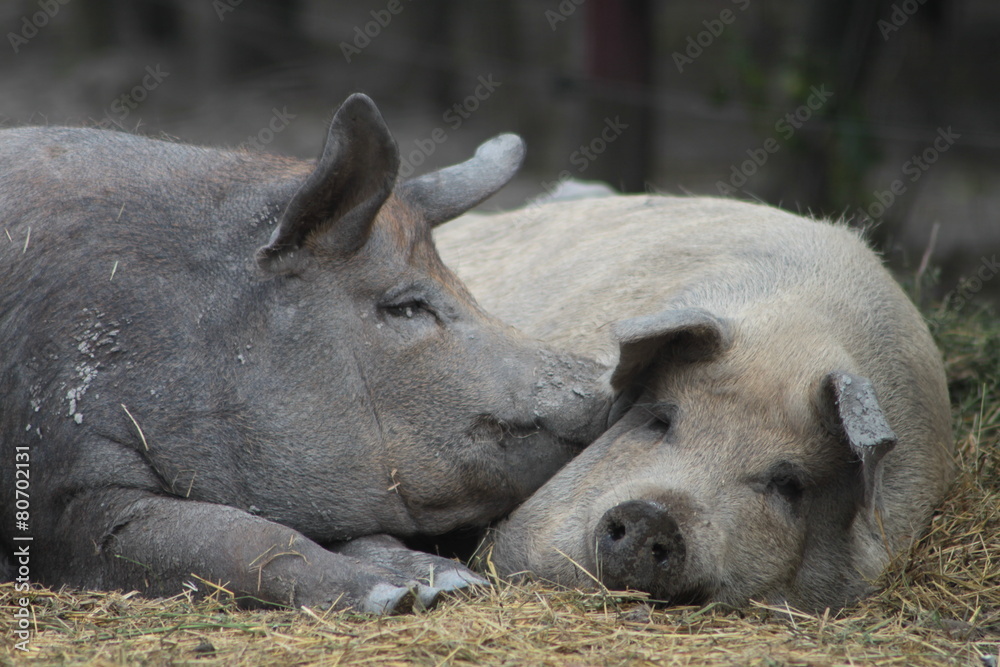 Schwein gehabt. Schwein gehabt.