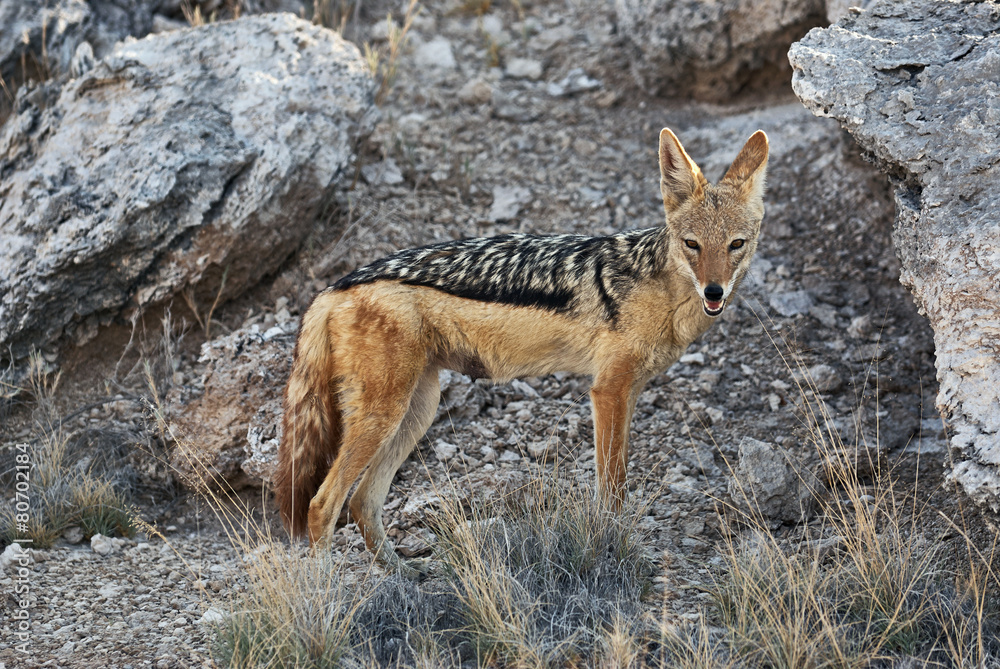 Obraz premium Black backed jackal