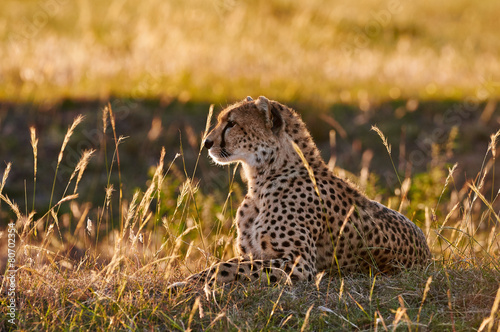 Female cheetah lying in the grass