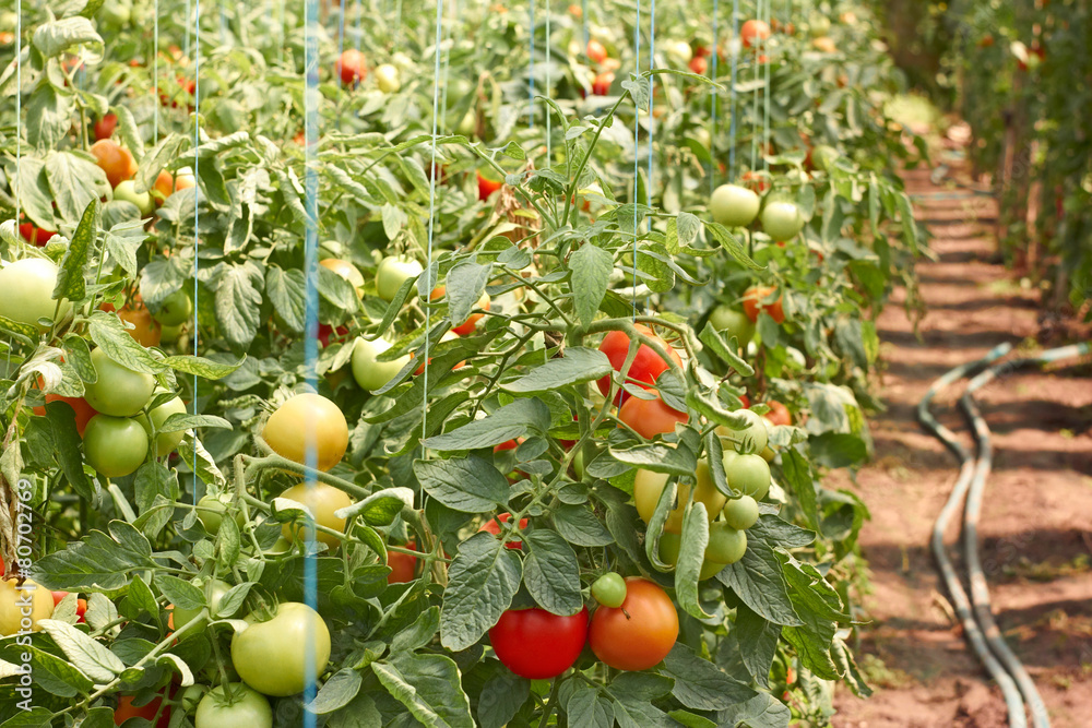 Ripening tomatoes in greenhouse
