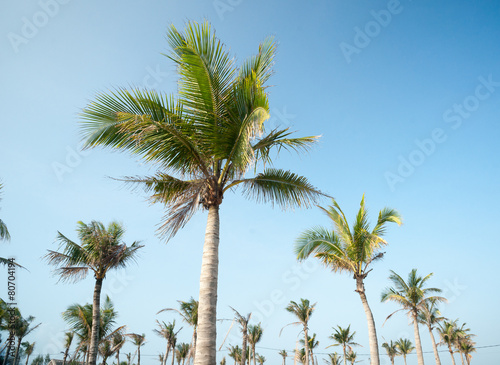 Palms against blue sky © romas_ph