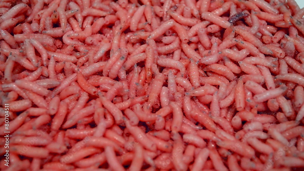 red helminth worms (maggot) closeup, random movement, exotic organic food diversity
