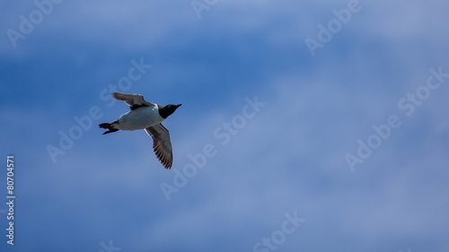 Common Murre flying