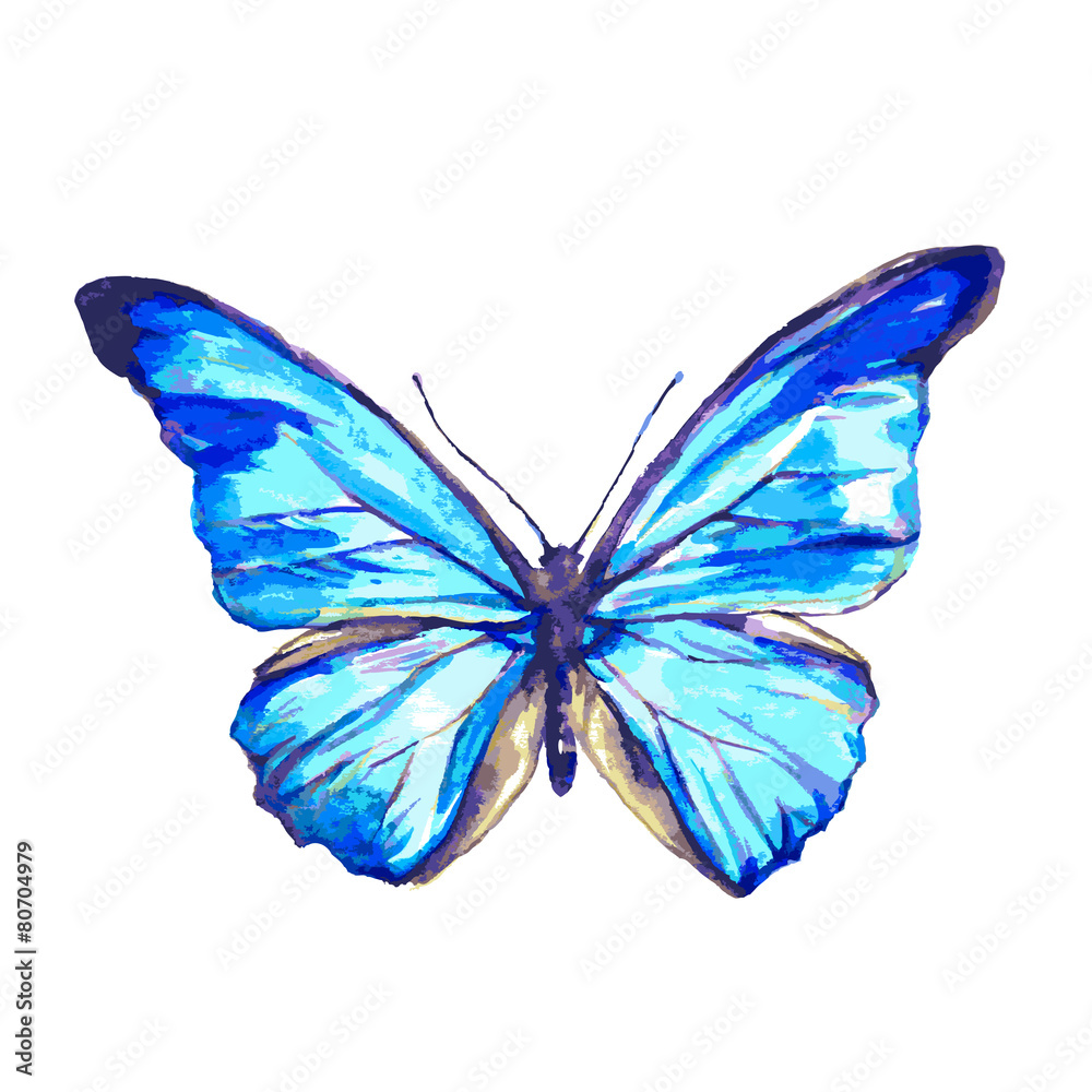 butterfly648 butterfly648