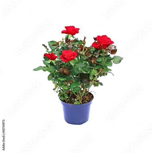 Wallpaper Mural Blooming tea rose bush in a garden pot isolated Torontodigital.ca
