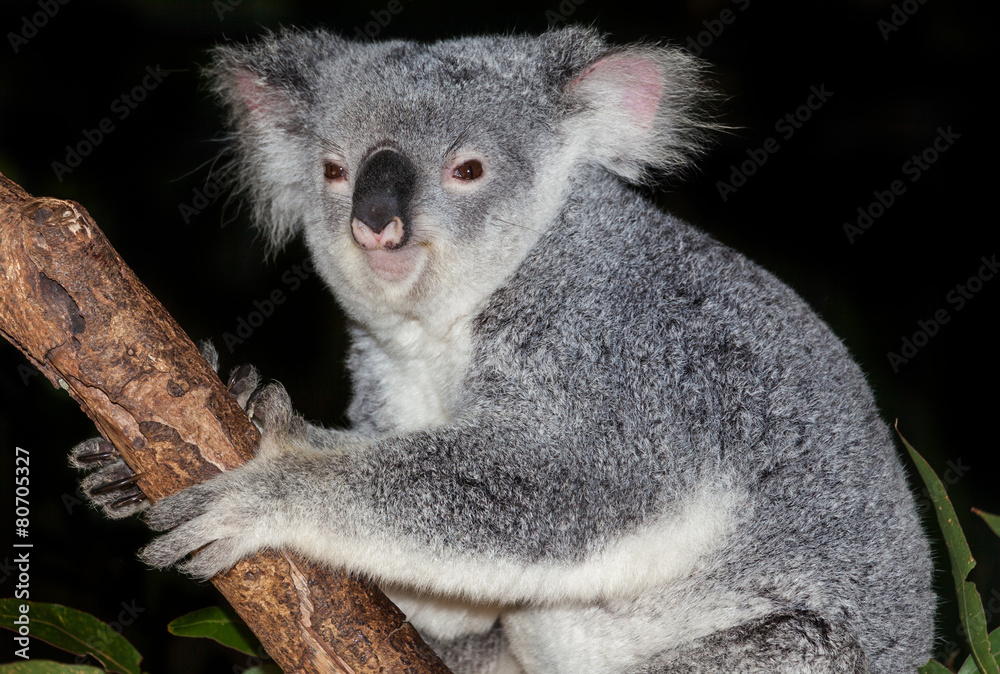 Fototapeta premium cute koala