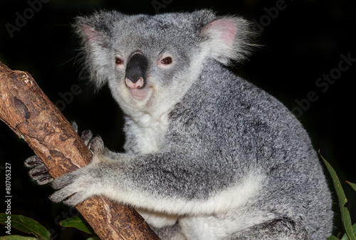 Fototapeta Naklejka Na Ścianę i Meble -  cute koala