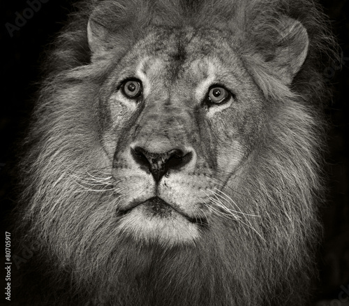 arrogant lion