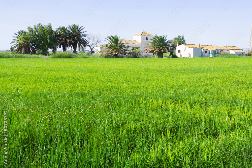 Rural landscape with rice fields