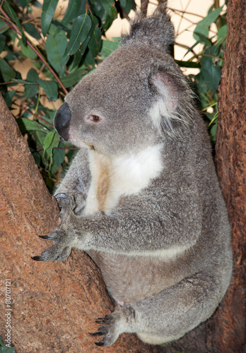Fototapeta Naklejka Na Ścianę i Meble -  large adult koala