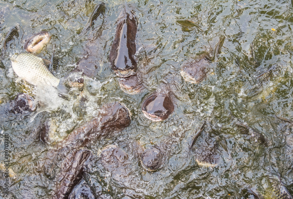 image of feeding many of Striped catfish (Pangasius) fish in pon