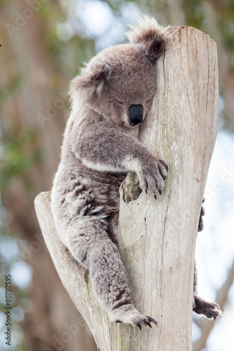 Photography australian koala