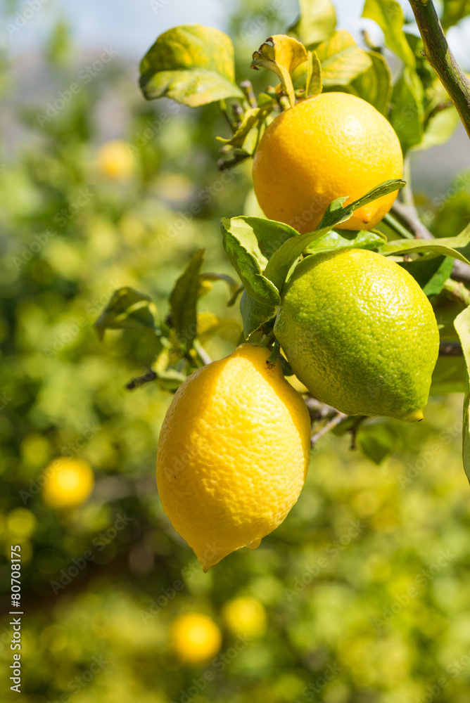 Ripe lemons