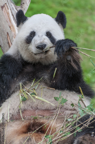 Fototapeta Naklejka Na Ścianę i Meble -  Panda eating Bamboo