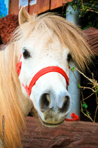 Miniature horse