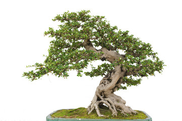 Acrylglasbilder Bonsai Kiefern-Bonsai an heller Wand  © leeyiutung
