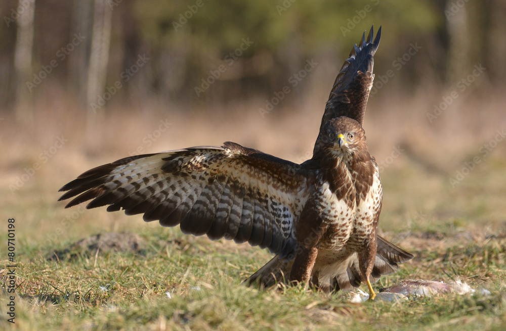 Fototapeta premium Common buzzard (Buteo buteo)