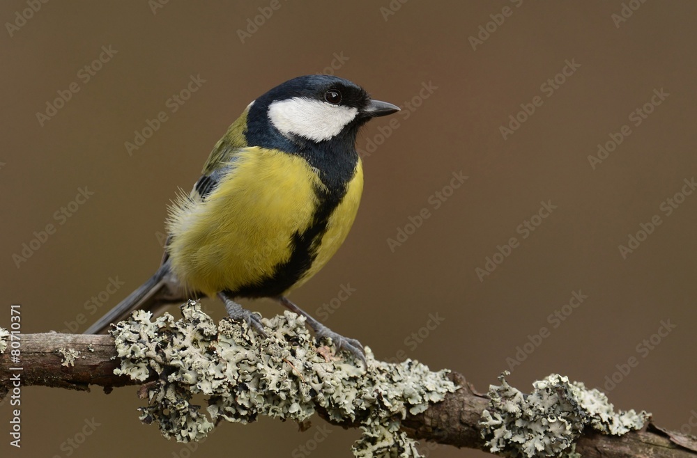 Naklejka premium great tit