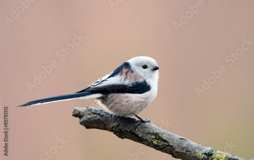 long tailed tit
