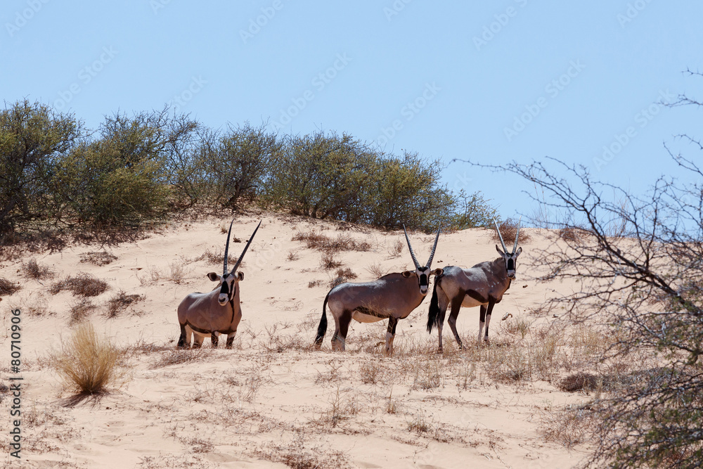Gemsbok, Oryx gazella on sand dune Gemsbok, Oryx gazella on sand dune