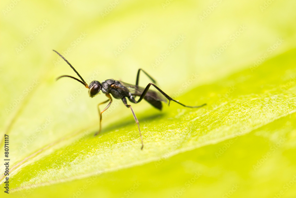 close-up insect in wild nature close-up insect in wild nature