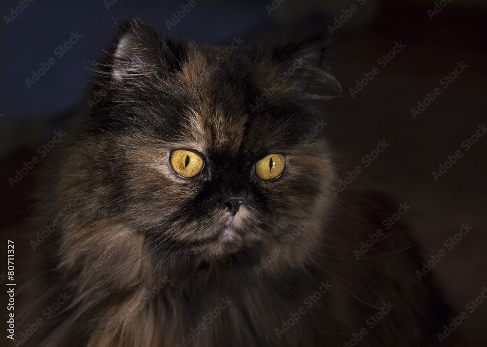 Portrait of fluffy cat with bright yellow eyes