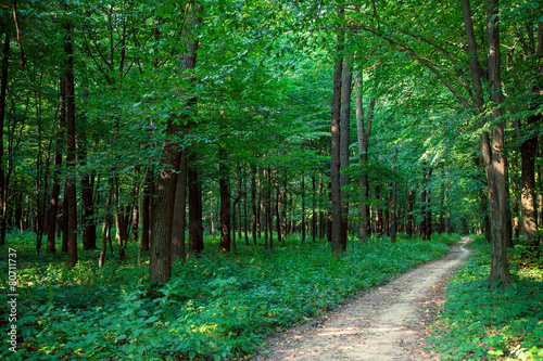 autumn forest trees