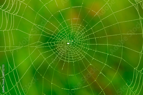 Spider web with water drops background
