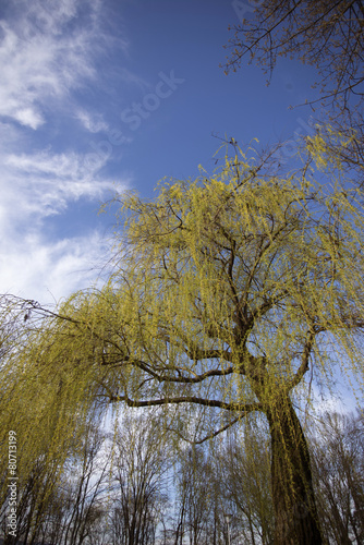willow tree on bundek lake in zagreb