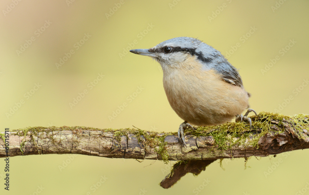 Obraz premium nuthatch