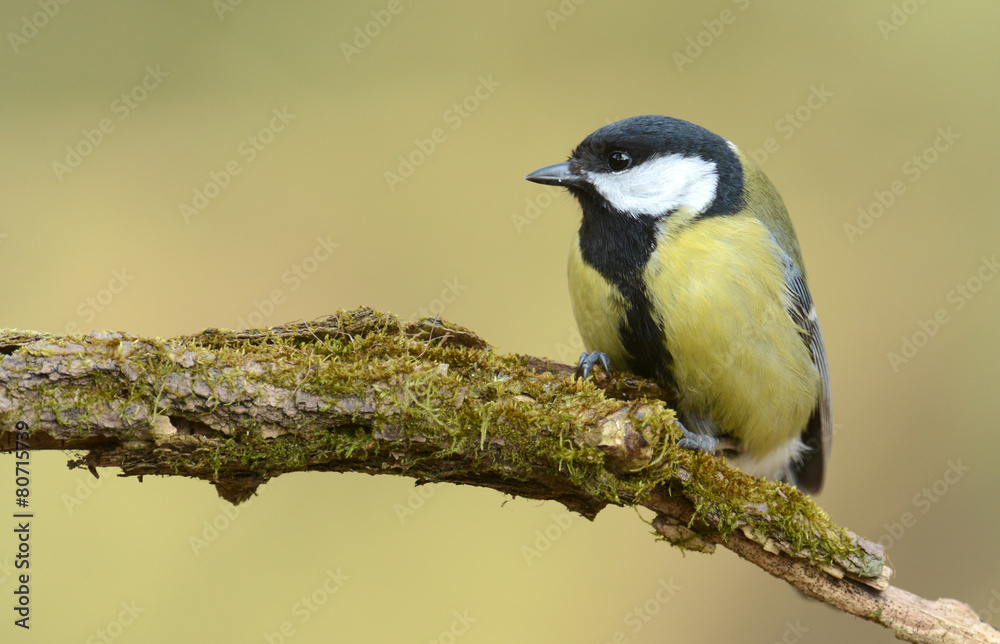 great tit great tit