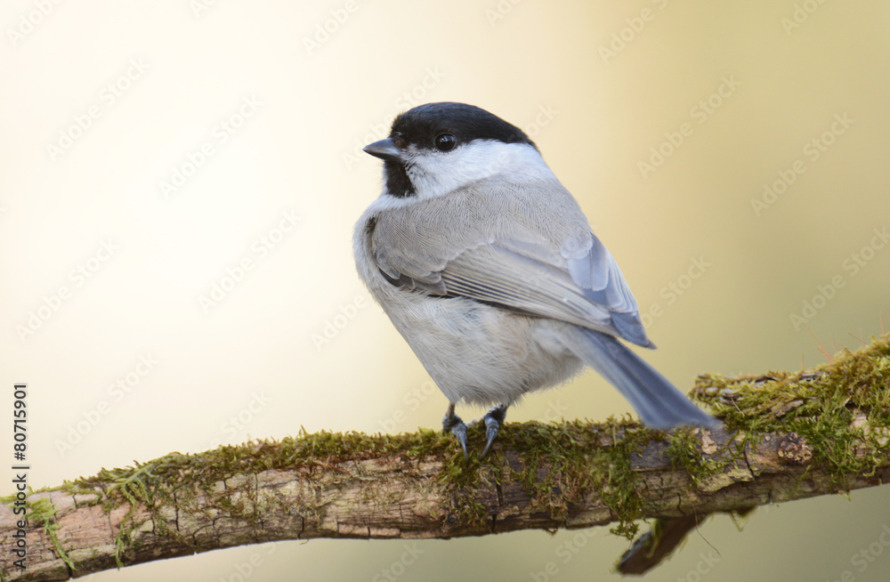 Fototapeta premium willow tit