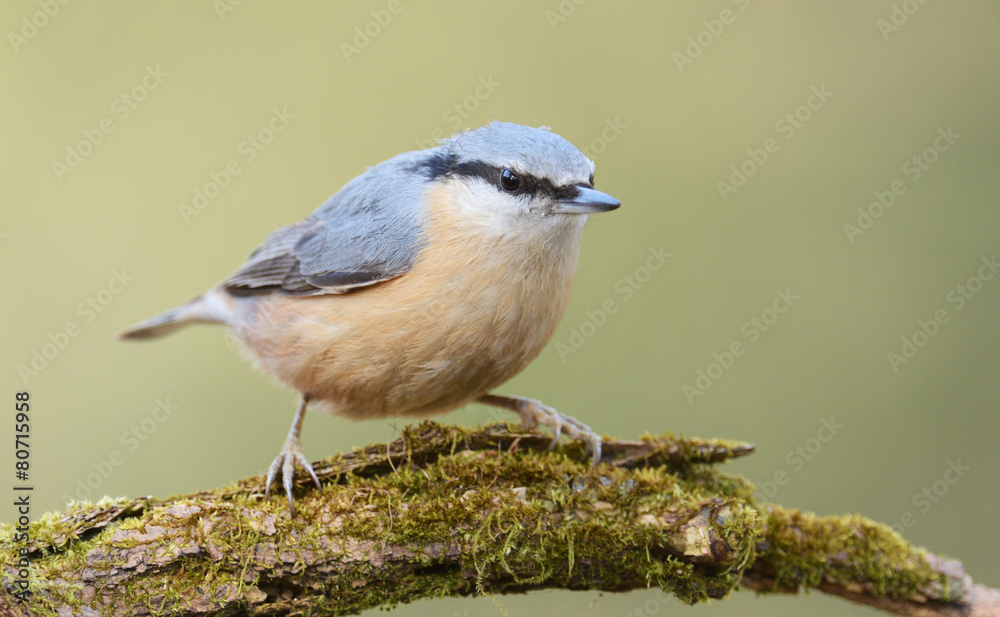 Obraz premium nuthatch
