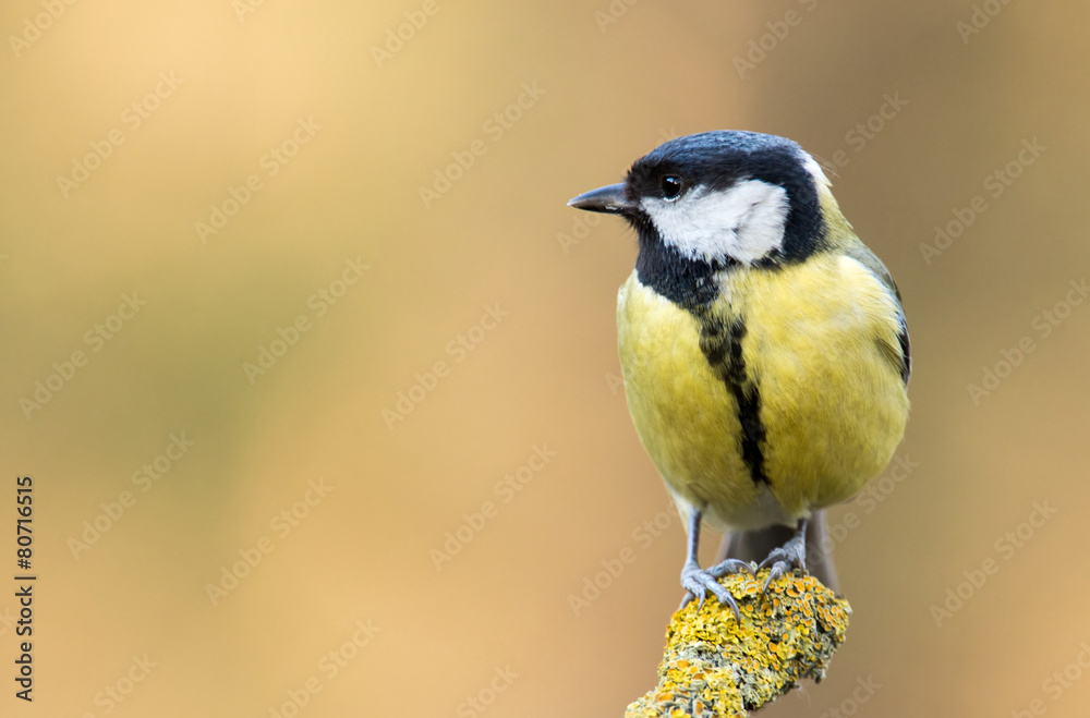 Obraz premium great tit
