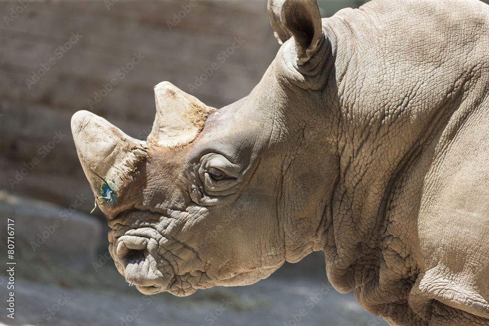 Fototapeta premium rhino at the zoo