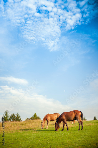 horse grazing in a pasture